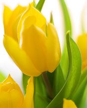 Žiarivé žlté tulipány