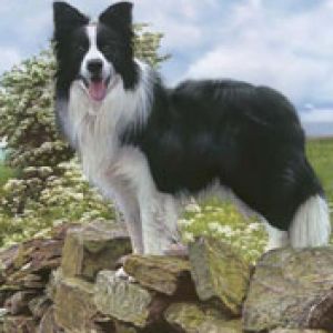 Border Collie