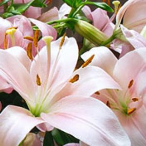 Lilium Hybridum