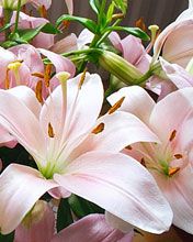 Lilium Hybridum