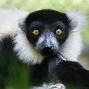 Lemur