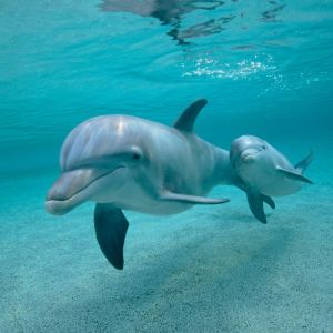 Dolphin