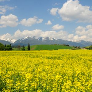 RybnĂ­ky OkoliÄŤnĂ?