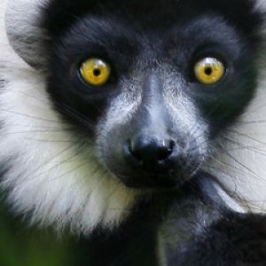 Lemur