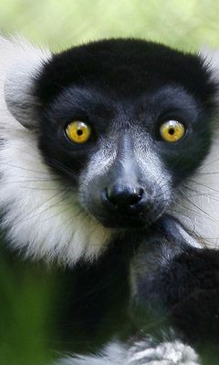 Lemur