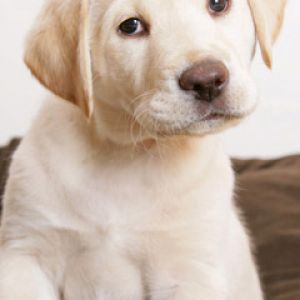 Labrador