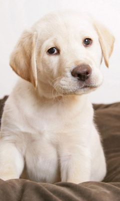 Labrador