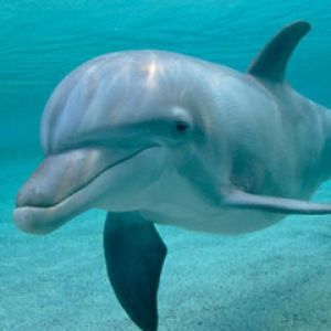 Dolphin