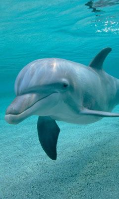 Dolphin