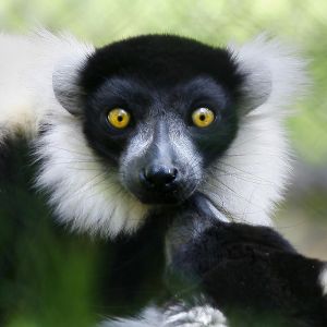 Lemur