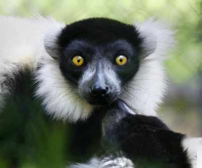 Lemur