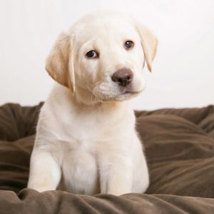 Labrador