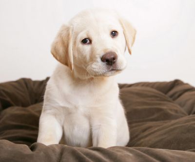 Labrador