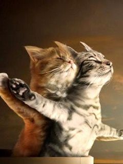 Titanic Cats