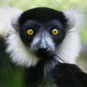 Lemur