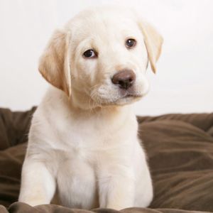 Labrador