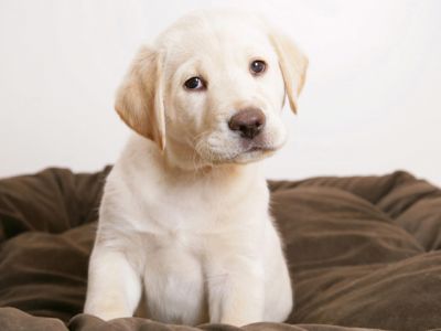 Labrador