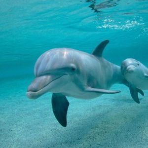 Dolphin