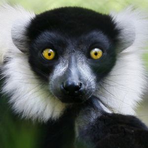 Lemur