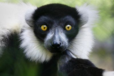 Lemur s Pôsobivými Očami