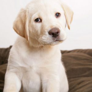 Labrador