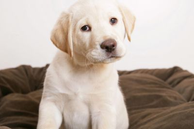 Labrador