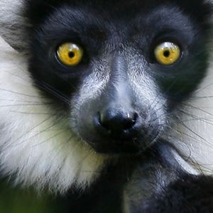 Lemur