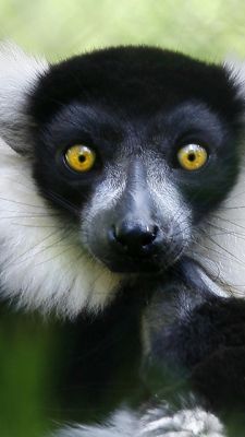 Lemur s Pôsobivými Žltými Očami