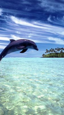 Dolphin