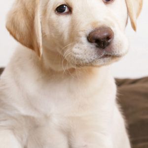 Labrador