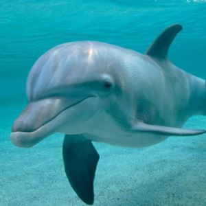 Dolphin