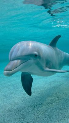 Dolphin
