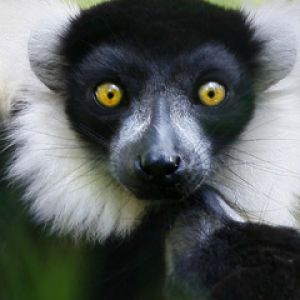 Lemur