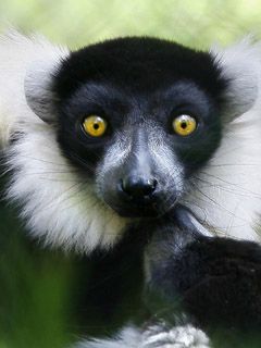 Lemur