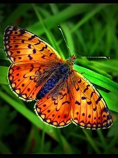 Butterfly