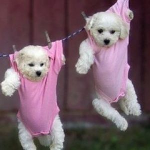 Pink dogs