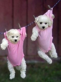 Pink dogs