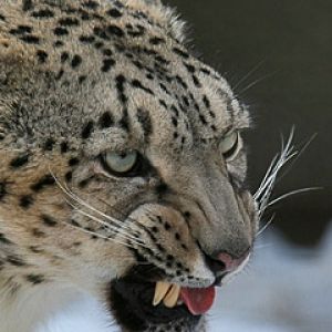 Angry Gepard