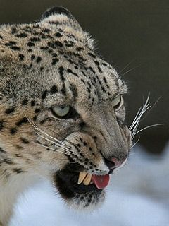 Angry Gepard
