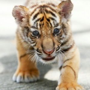 Small Tiger