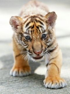 Small Tiger