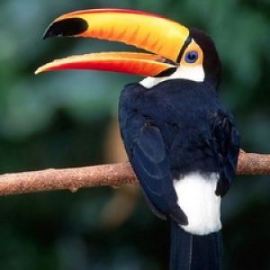 Toucan