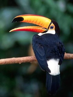 Toucan