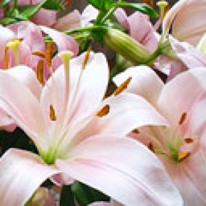 Lilium Hybridum