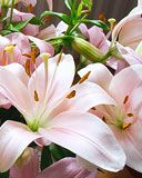 Lilium Hybridum