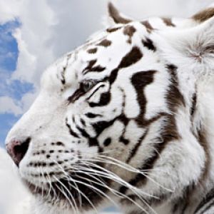 White Tiger