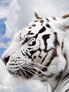 White Tiger