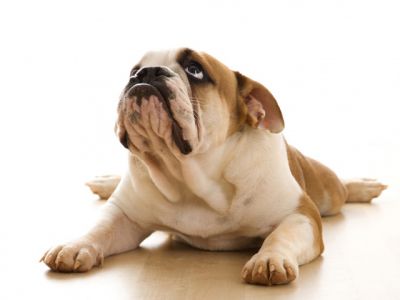 Roztomilý buldog šteniatko
