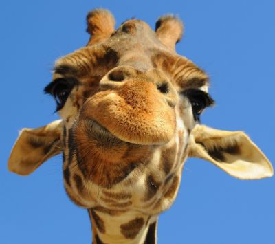 Giraffí Záber Zblízka