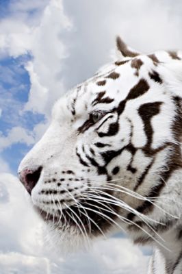 Profil Bieleho Tigra